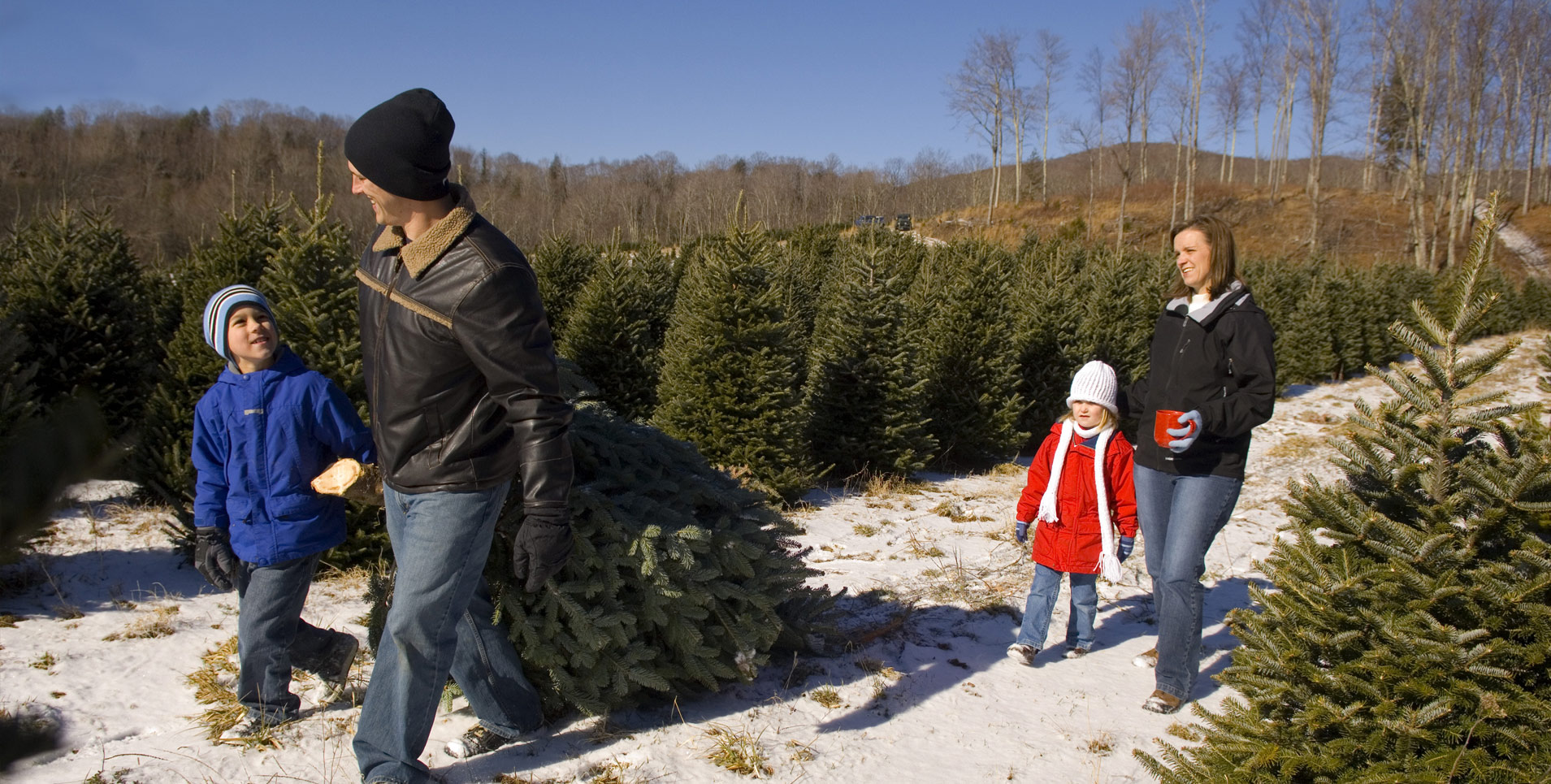 About Us – Tennessee Christmas Tree Growers