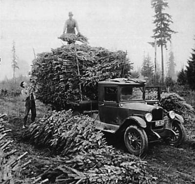 Christmas Tree Farming