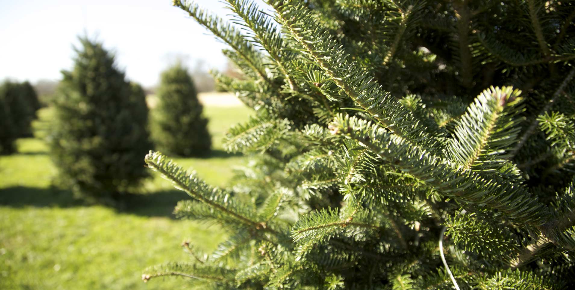 Become a Sponsor – Tennessee Christmas Tree Growers