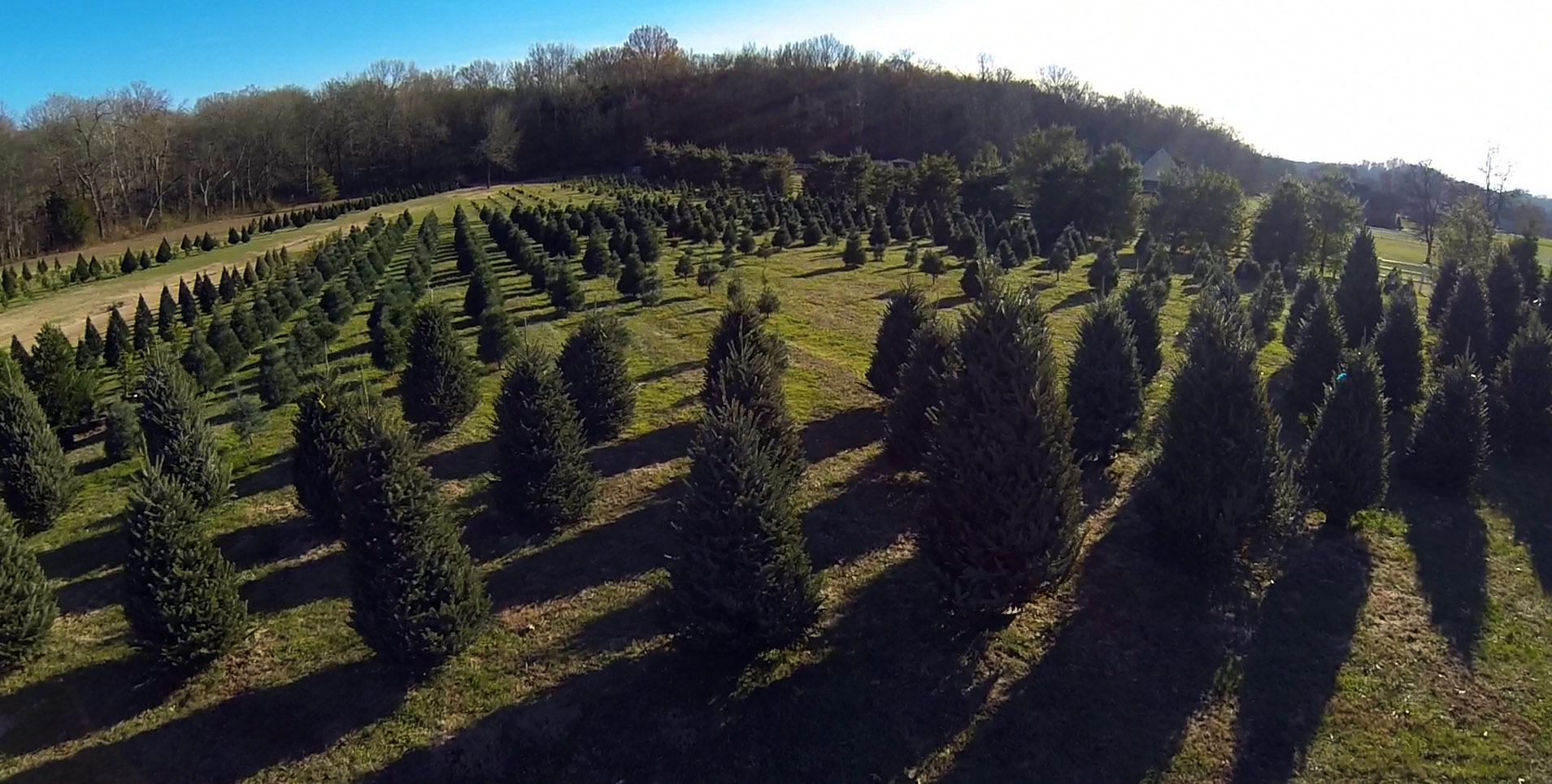 Real Tree Facts Tennessee Christmas Tree Growers