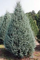 Christmas Tree Types - Blue Ice