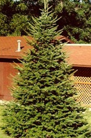 Christmas Tree Types - Canaan Fir