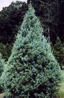 Christmas Tree Types - Carolina Sapphire