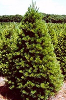 Christmas Tree Types - White Pine