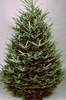 Christmas Tree Types - Fraser Fir