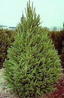 Christmas Tree Types - Norway Spruce