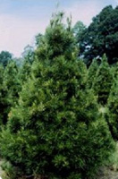 Christmas Tree Types - Virginia Pine