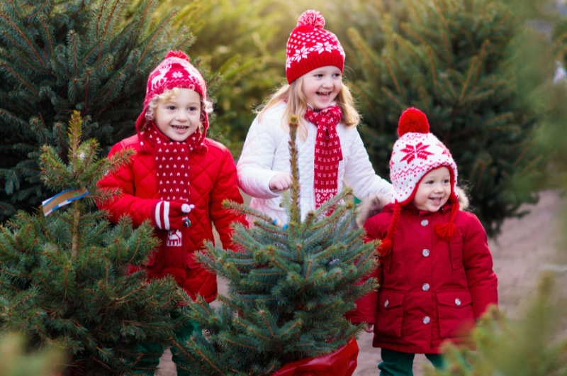 Tennessee Christmas Tree Growers – Christmas Tree Farms In Tennessee