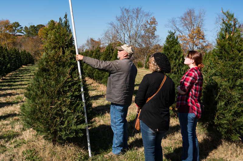 Tennessee Christmas Tree Growers