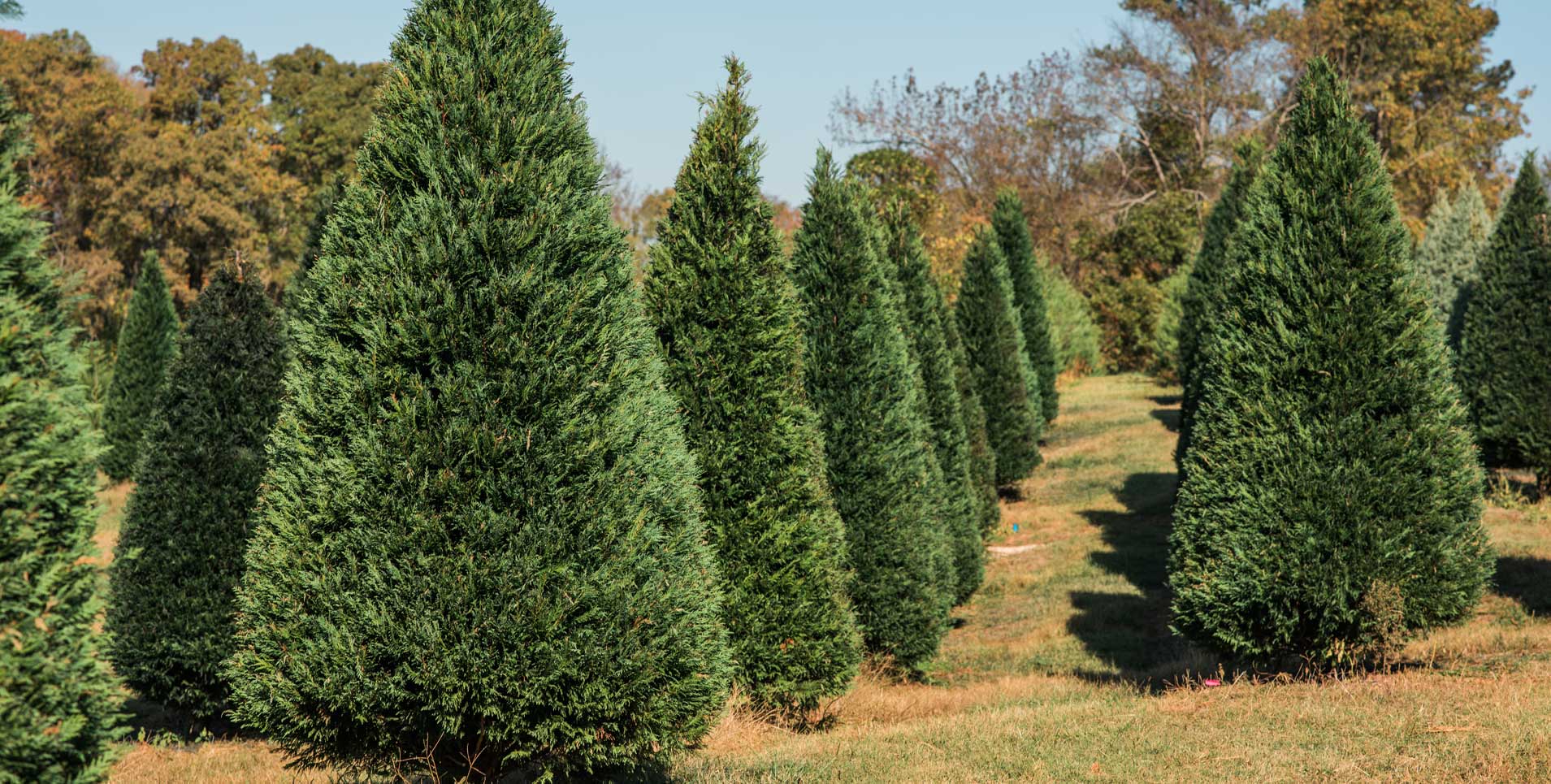 History of Christmas Trees – Tennessee Christmas Tree Growers