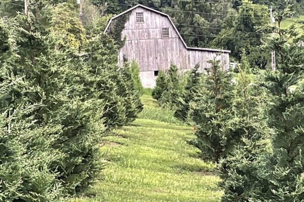 Trees and Barn